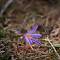 purple flower